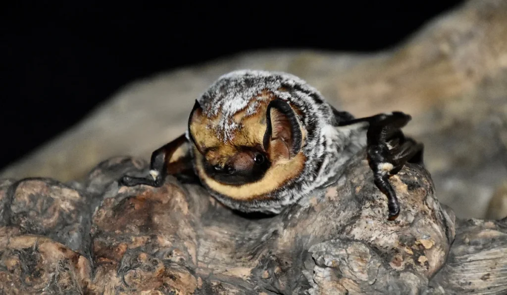 Hoary Bat