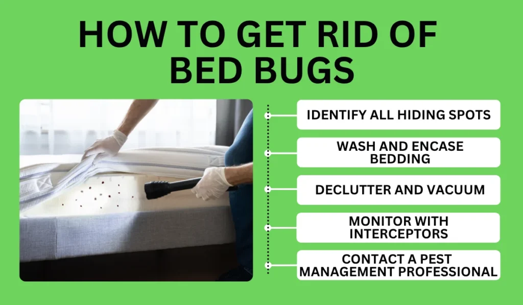 How to get rid of bed bugs