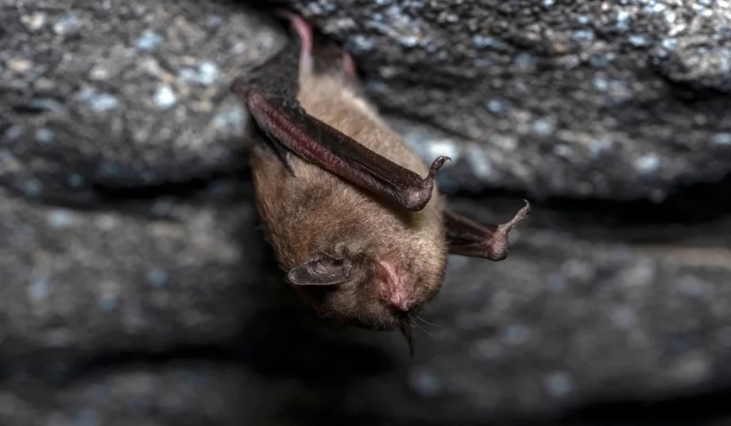 Indiana Bat
