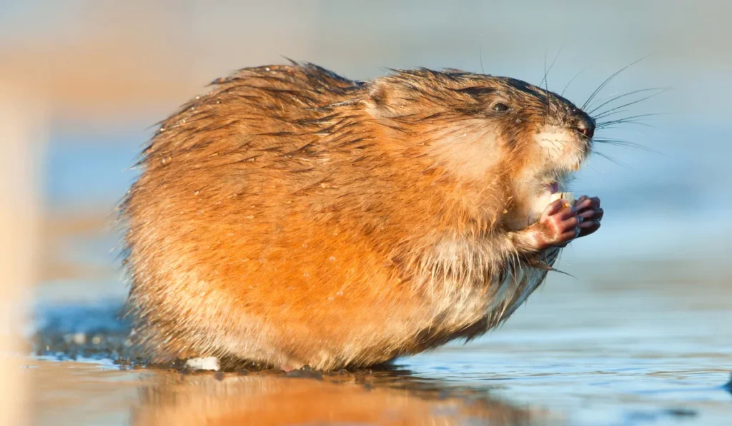 Muskrats