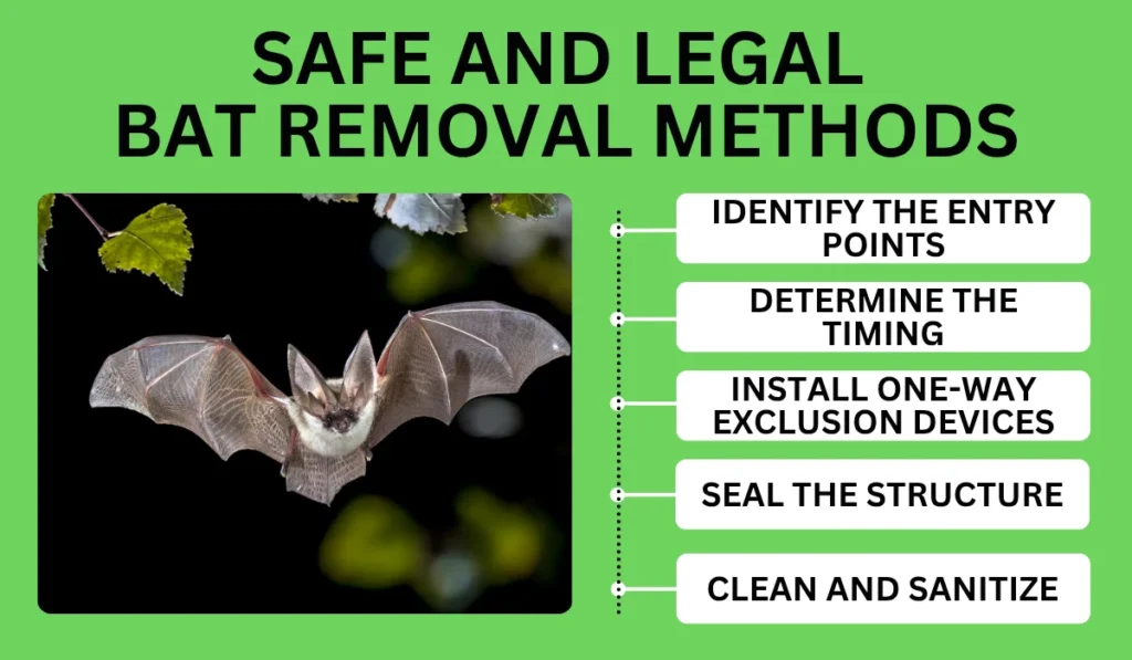 Safe and Legal Bat Removal Methods