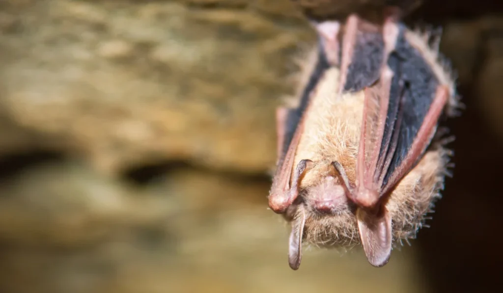 Tri-Colored Bat