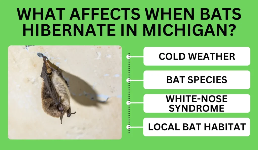 What Affects When Bats Hibernate in Michigan