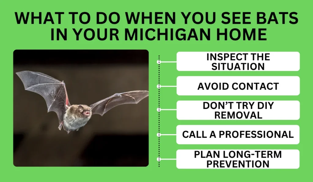 What to Do When You See Bats in Your Michigan Home