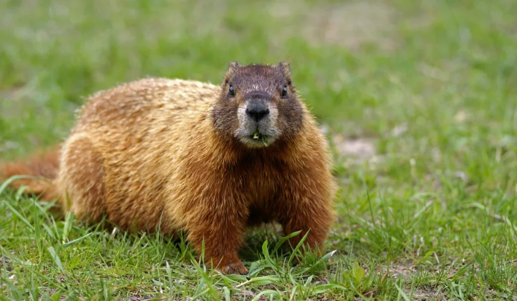 Woodchucks