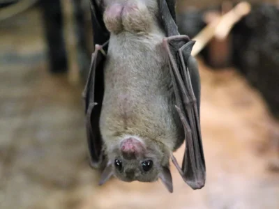 bat hanging