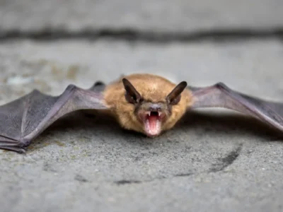 bat in porch