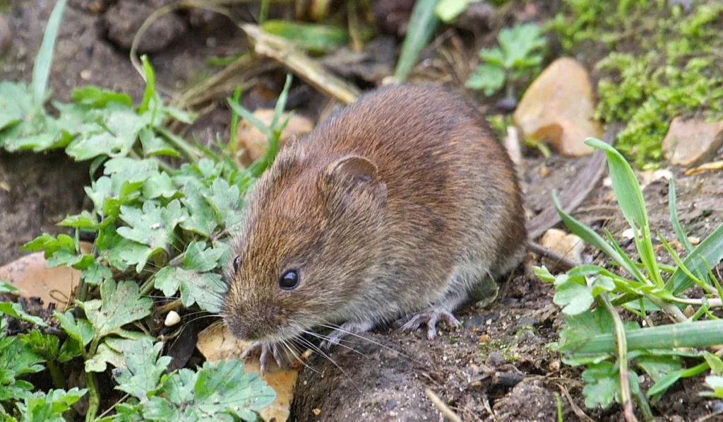 vole
