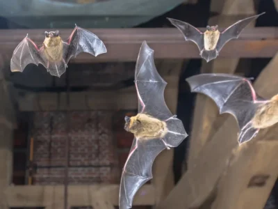 Bats in attic