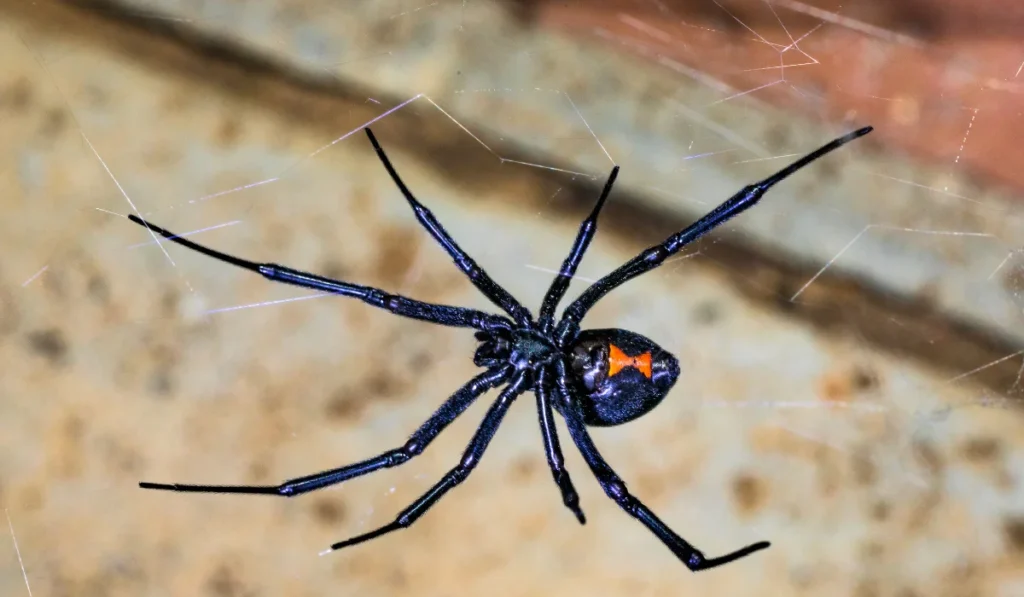 Black Widow Spider on a Web 
