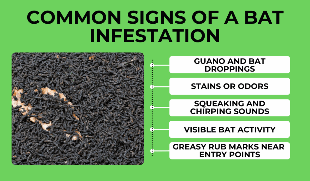 Common Signs of a Bat Infestation