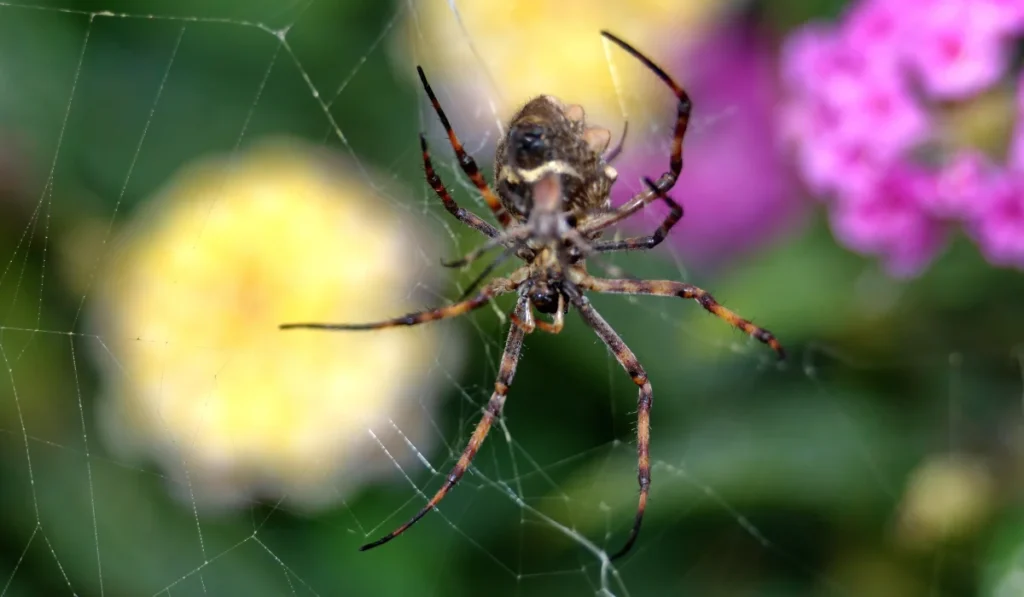 Orb Weaver Spiders