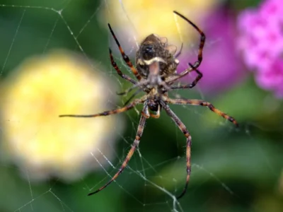 Orb Weaver Spiders
