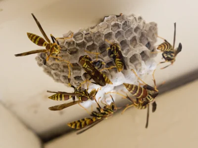 When Wasps, Hornets, and Bees Make Your Home Their Own