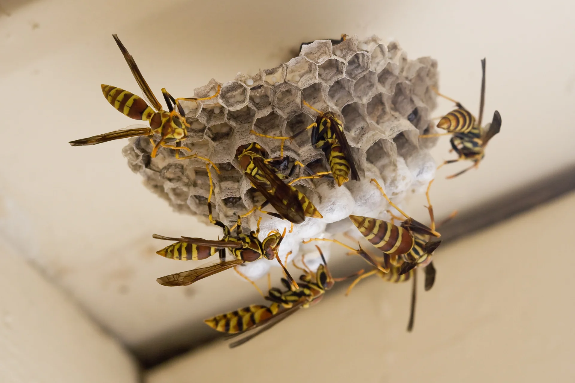 When Wasps, Hornets, and Bees Make Your Home Their Own