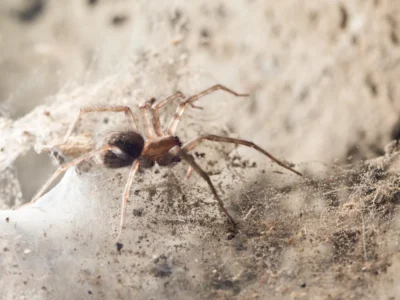 spider in basement