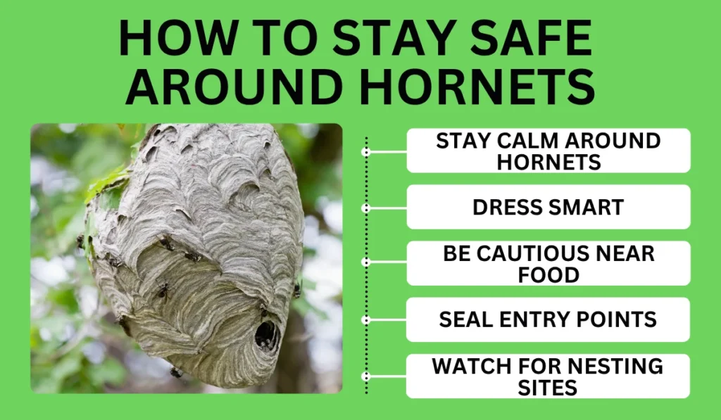 How to Stay Safe Around Hornets