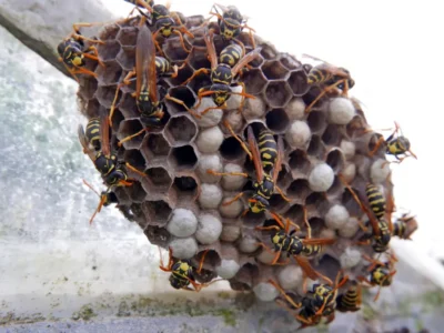 Wasp Nest and Wasps