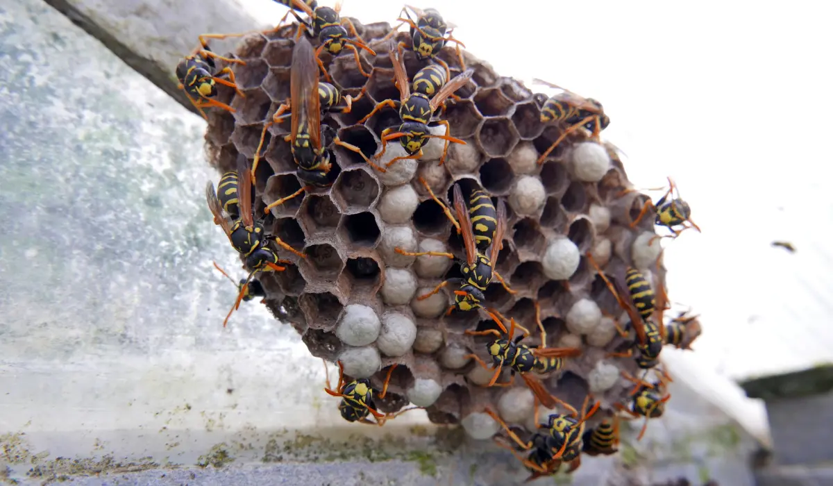 Wasp Nest and Wasps