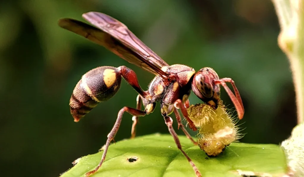 paper wasp