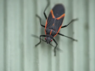 Boxelder Bugs