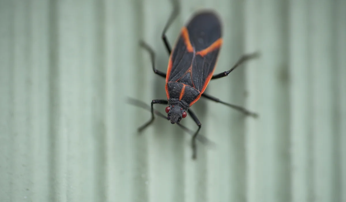 Boxelder Bugs