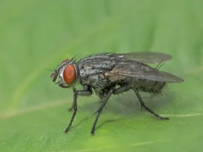 Cluster Flies