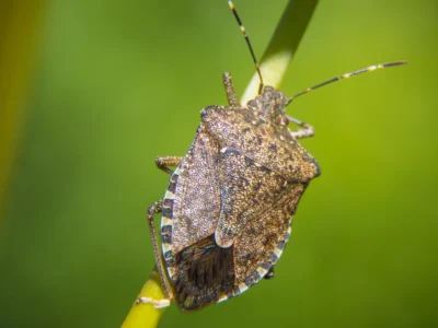 stink bug
